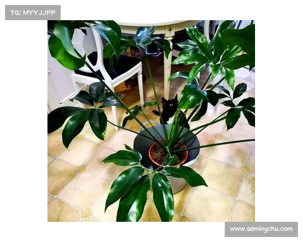 卷帘绿魔的独特观赏魅力与日常养护技巧全面解析 卷帘绿魔的独特观赏魅力与日常养护技巧全面解析